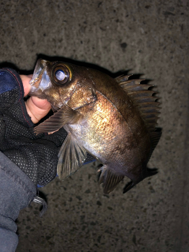 シロメバルの釣果