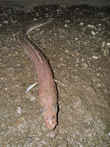 アナゴの釣果