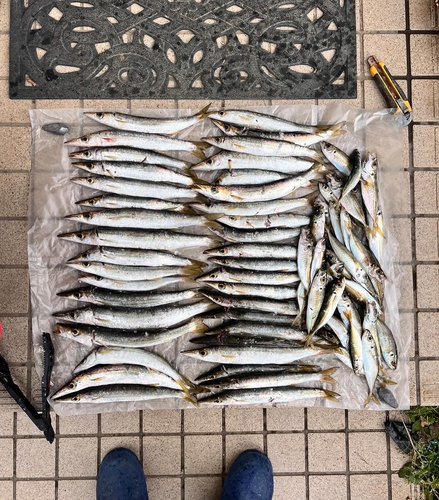 カマスの釣果