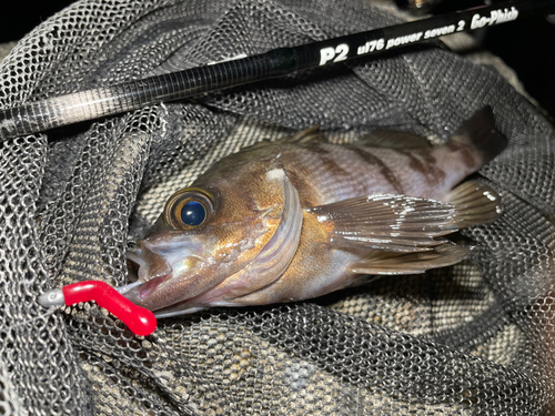 シロメバルの釣果