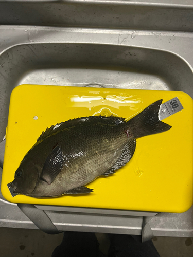 クチブトグレの釣果