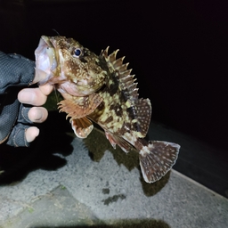 イカキック！の釣果