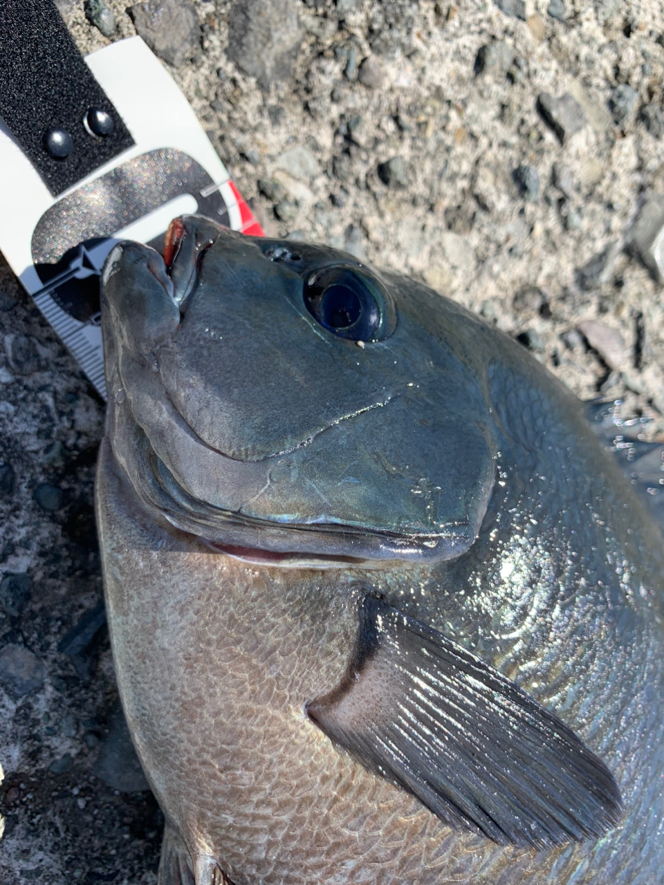 クチブトグレ