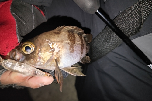 シロメバルの釣果