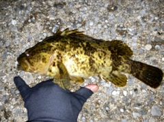 タケノコメバルの釣果