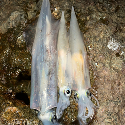 ユウスケ0619の釣果