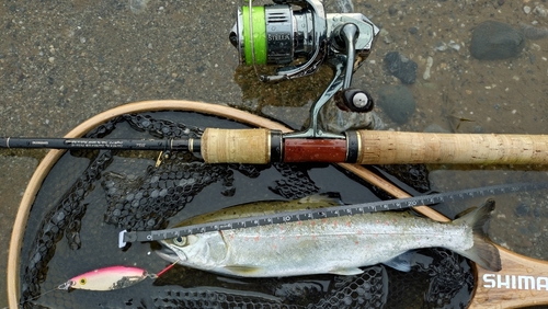 アマゴの釣果