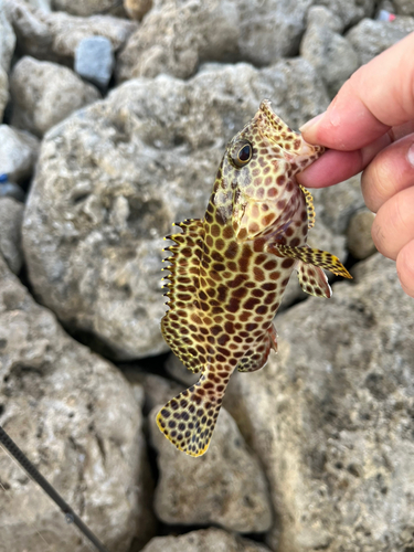 カンモンハタの釣果