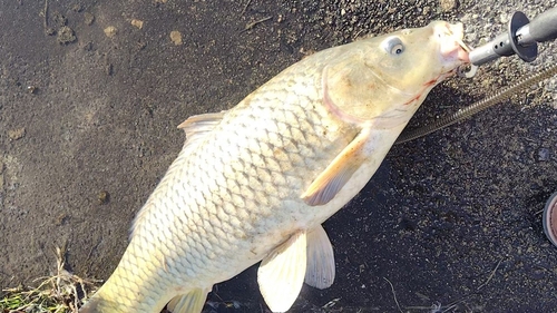 コイの釣果