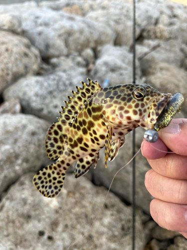 カンモンハタの釣果