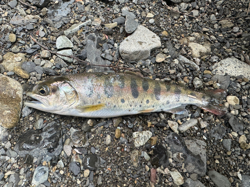 ヤマメの釣果