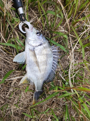 キビレの釣果