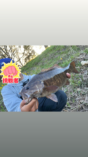 スモールマウスバスの釣果