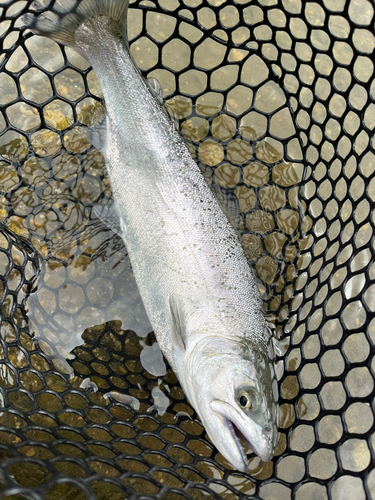 サクラマスの釣果