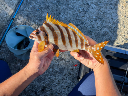 タカノハダイの釣果