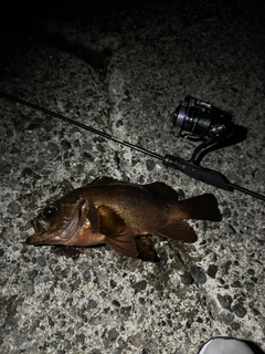 メバルの釣果