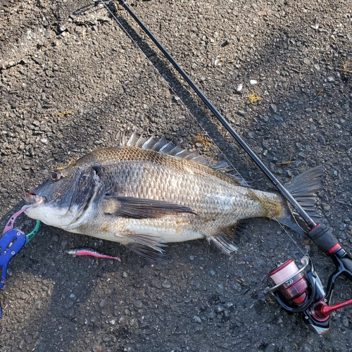 チヌの釣果