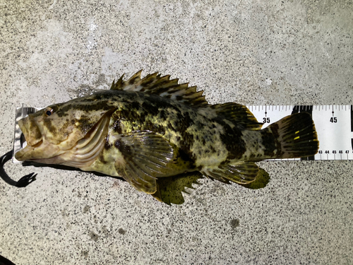 ベッコウゾイの釣果