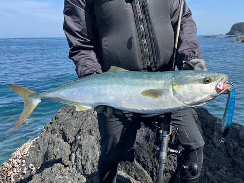 ヤズの釣果