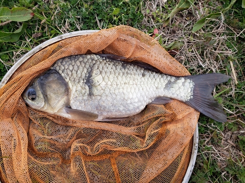 ヘラブナの釣果