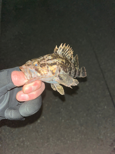 タケノコメバルの釣果