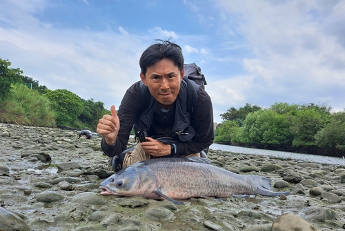 アオウオの釣果