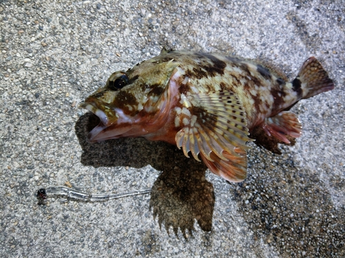 カサゴの釣果