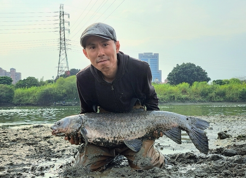 アオウオの釣果