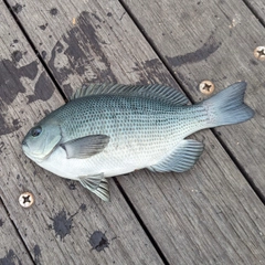 メジナの釣果