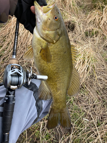 スモールマウスバスの釣果