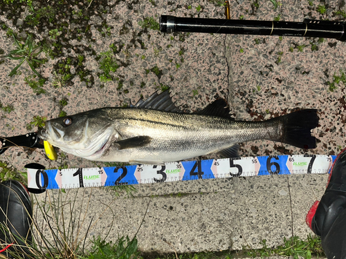 シーバスの釣果