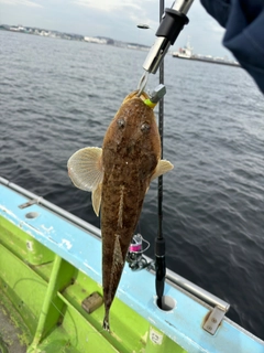 マゴチの釣果