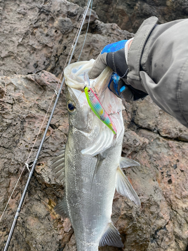 ヒラスズキの釣果