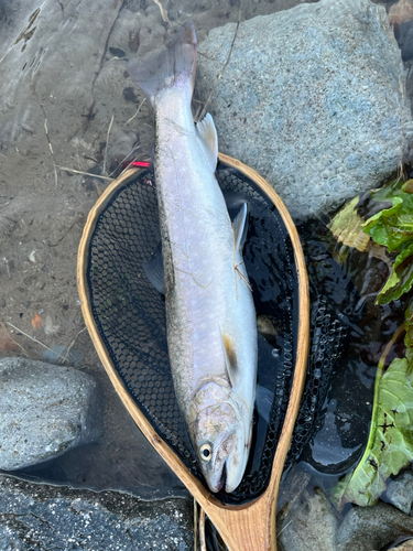 イワナの釣果