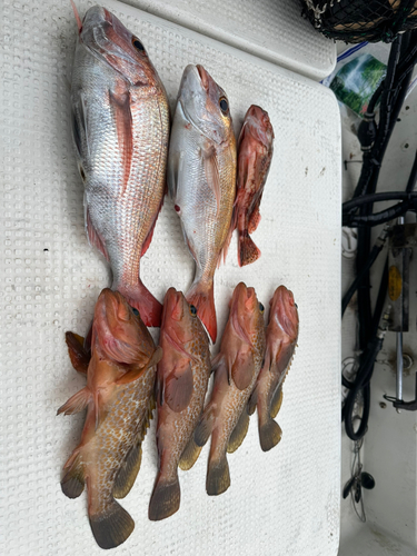 タイの釣果