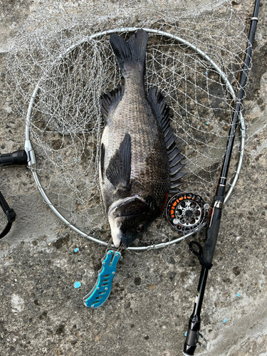 チヌの釣果