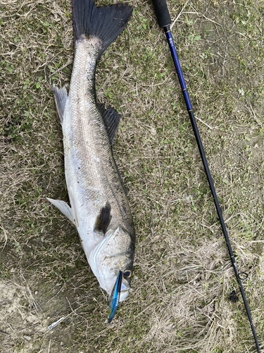 スズキの釣果