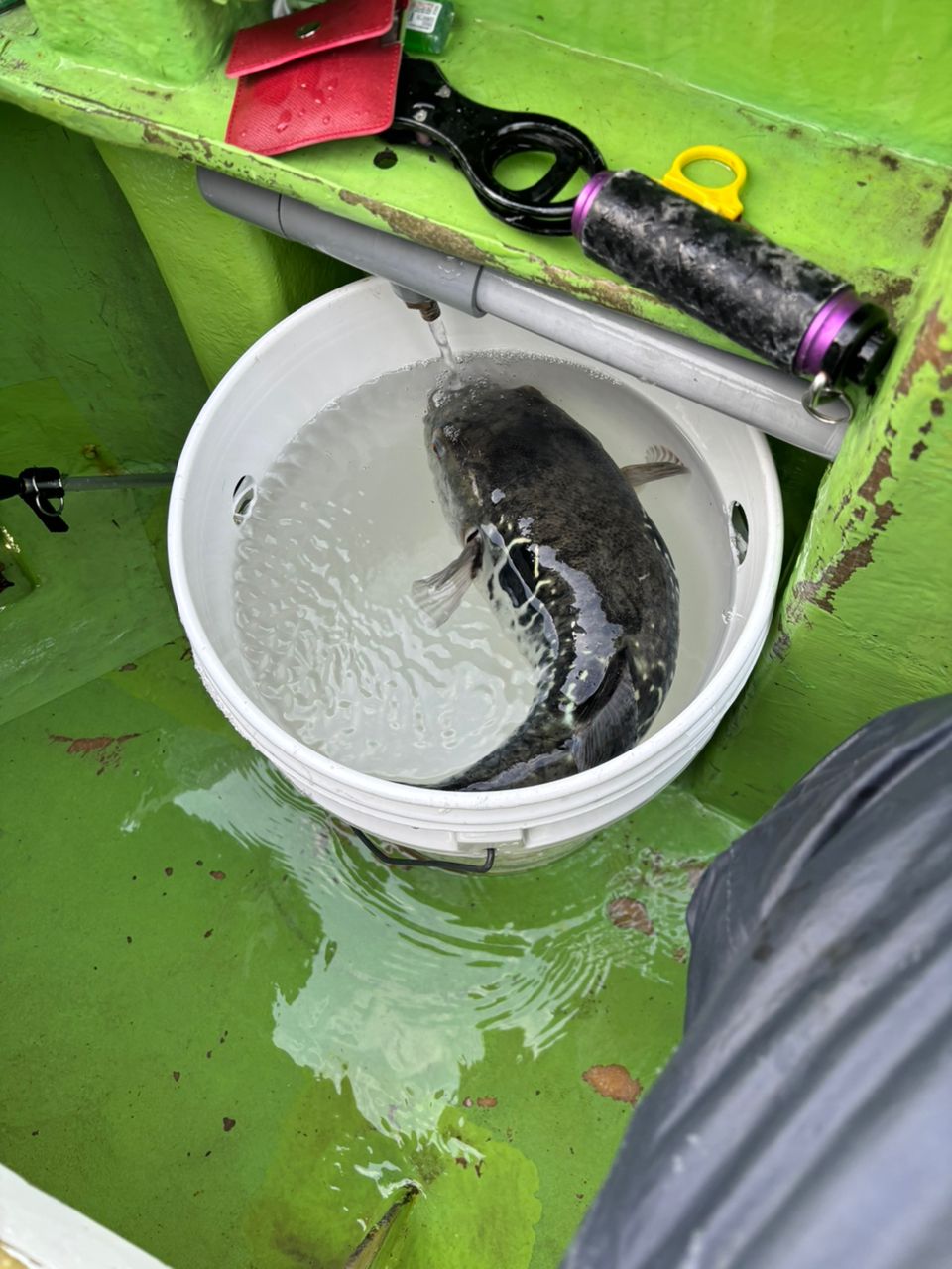 たまき釣りチャンネルさんの釣果 2枚目の画像