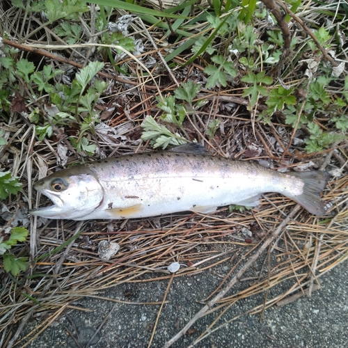 ヤマメの釣果