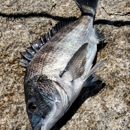 テトラ坊主の釣果