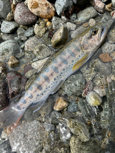 アマゴの釣果