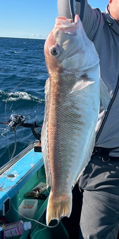 アマダイの釣果