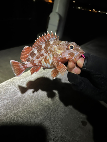 カサゴの釣果