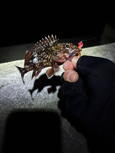 カサゴの釣果