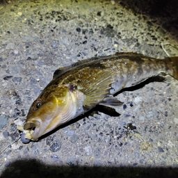 中学生アングラー　シクの釣果