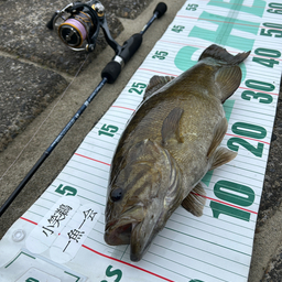 小笑鵜の釣果