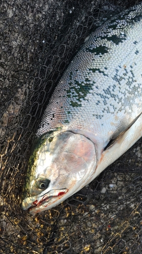 サクラマスの釣果