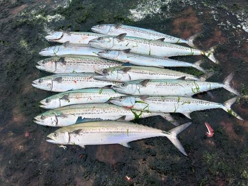 サゴシの釣果