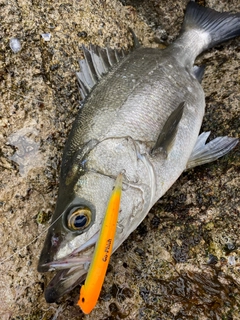 ヒラスズキの釣果