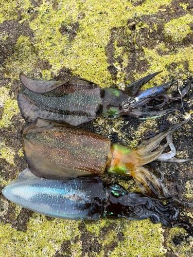 アオリイカの釣果